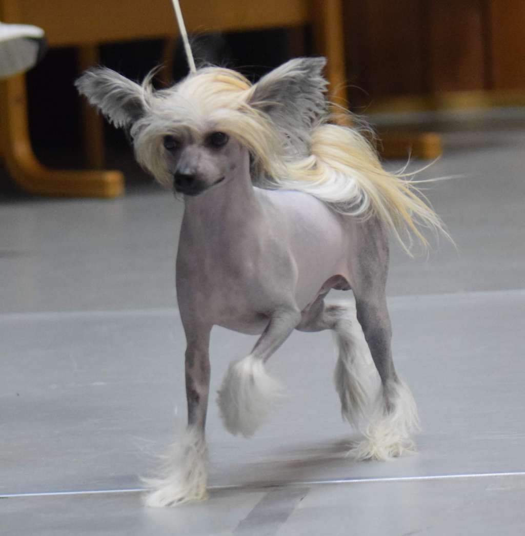 Artic Flyer?s Mount McKinnley