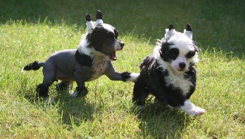 K-Du Comble de Bonheur