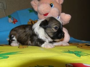 Atlant Kordiall Zels Chelsi