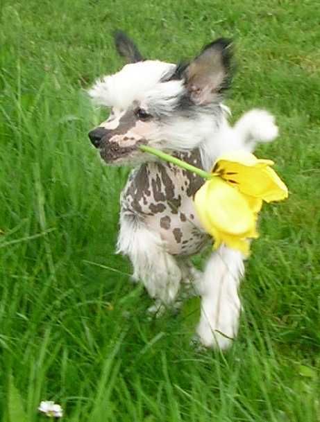 Trollmyren's Klas Klättermus