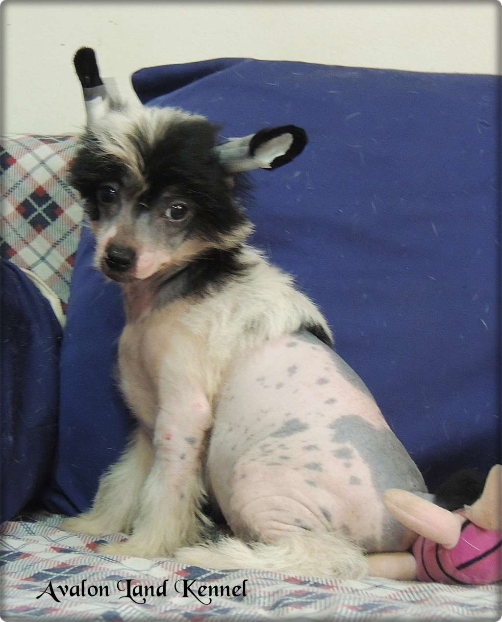 Igor Hl Of Avalon Land