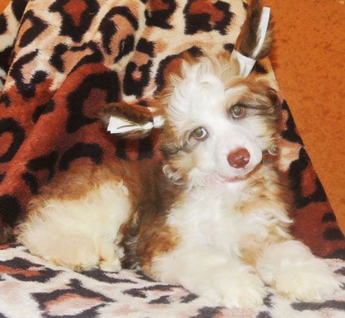 Super Star Zhguchiy Macho