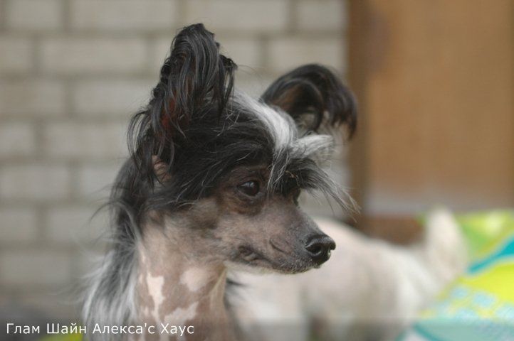 Glam Shine Aleksa's House