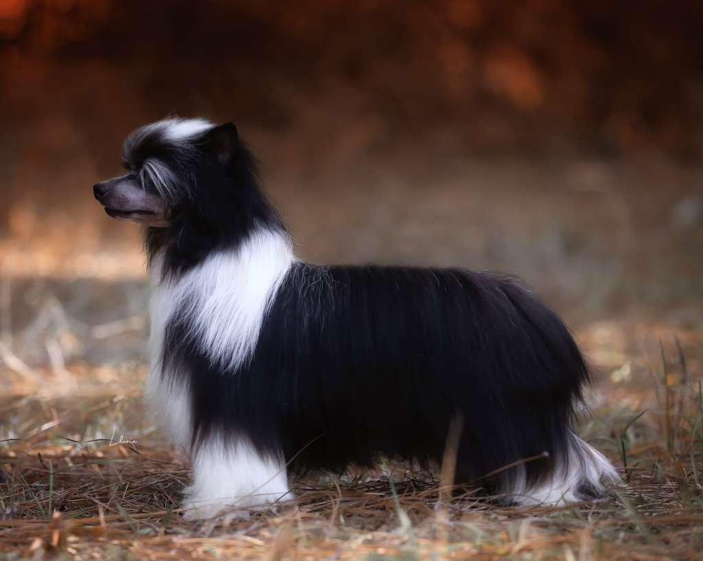 Blanch-O Kaylen Chico Marx