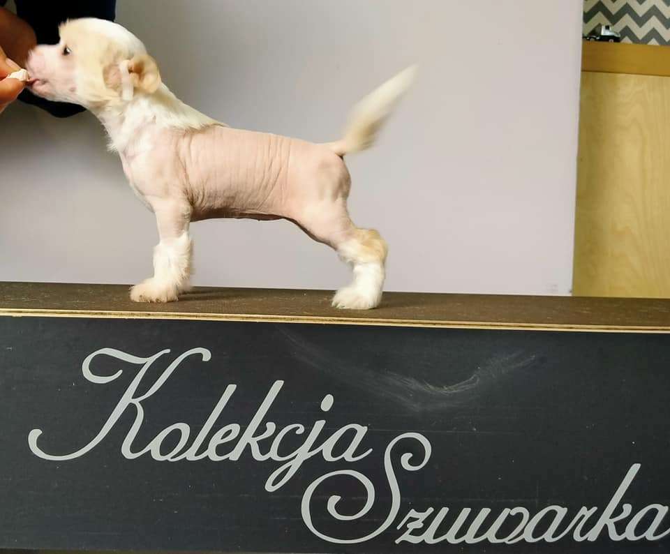 Sabrina Kolekcja Szuwarka