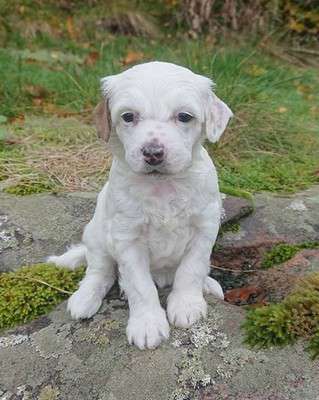 Proud Pony Quick Fix