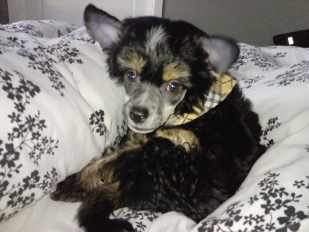 Lintika's Bilbo Bagger