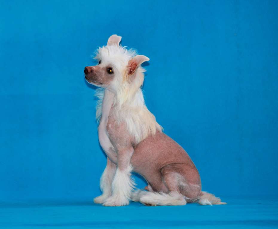 SHedevr ot Granda dlya Liris