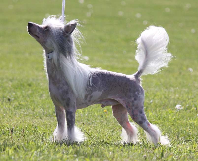 Silver Bluff Jon Bon Jovi