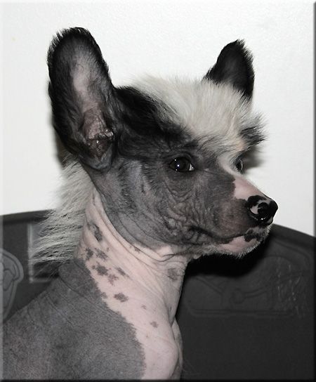 Marachinos Quantum Winner