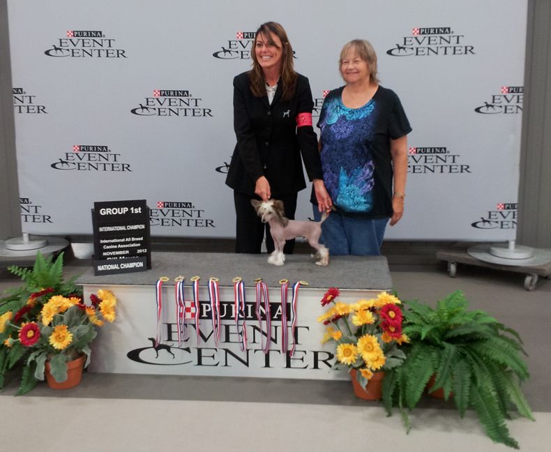 Incredibullk9's Elvis Presley Jailhouse Rocker Sak