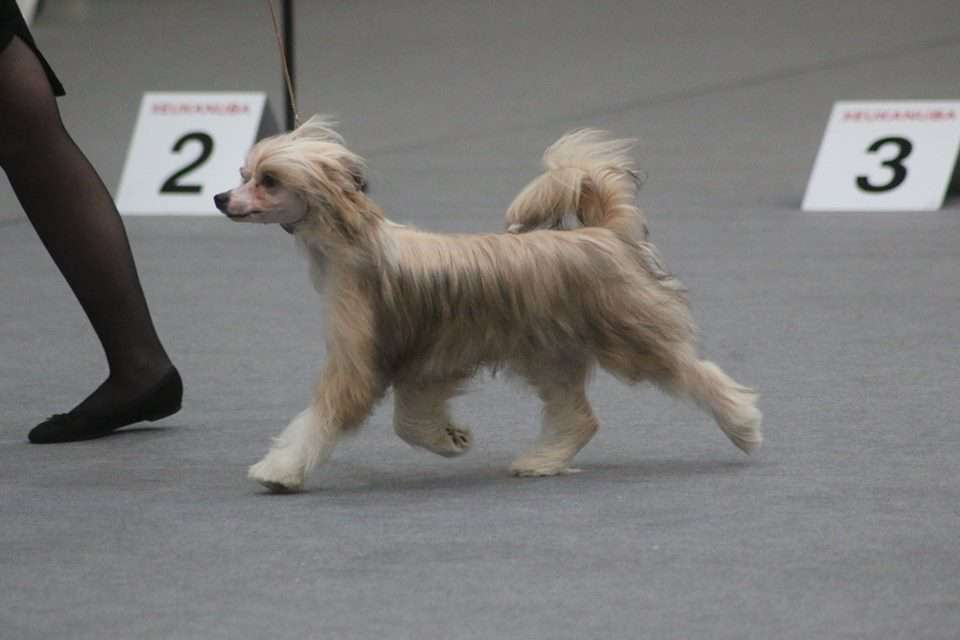 Joyway's Legacy Of The Sun