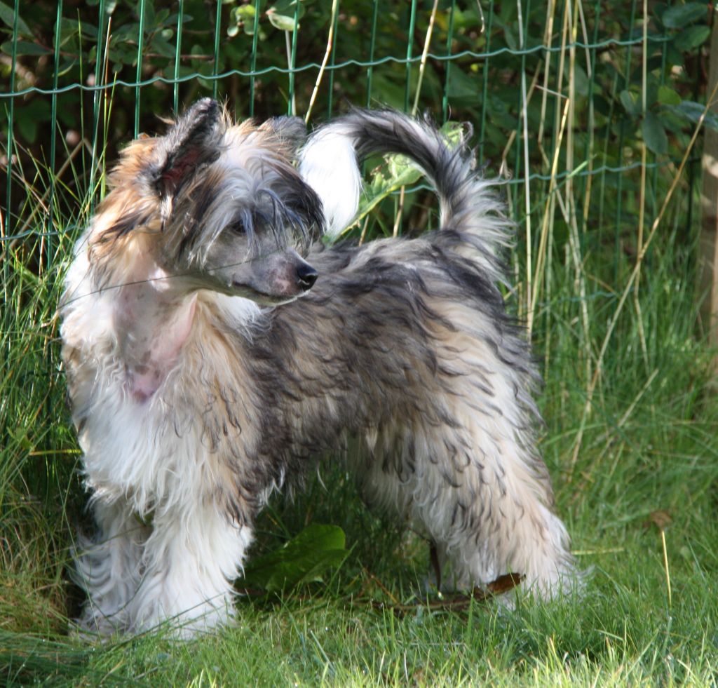 Zalex Dianthus Magic