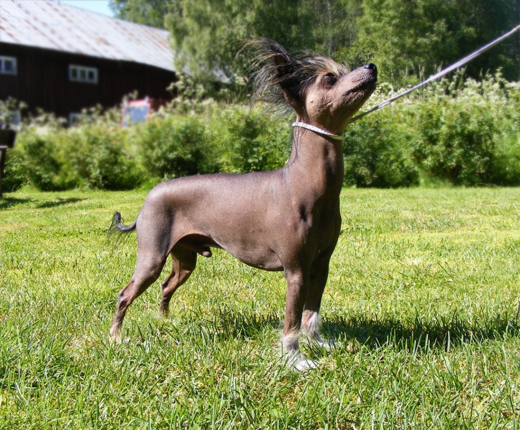 Sirocco Undressed For Success 