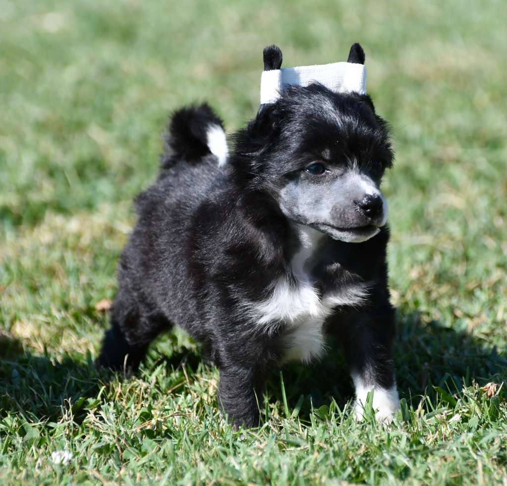 Little Dog Of Dream Olympe