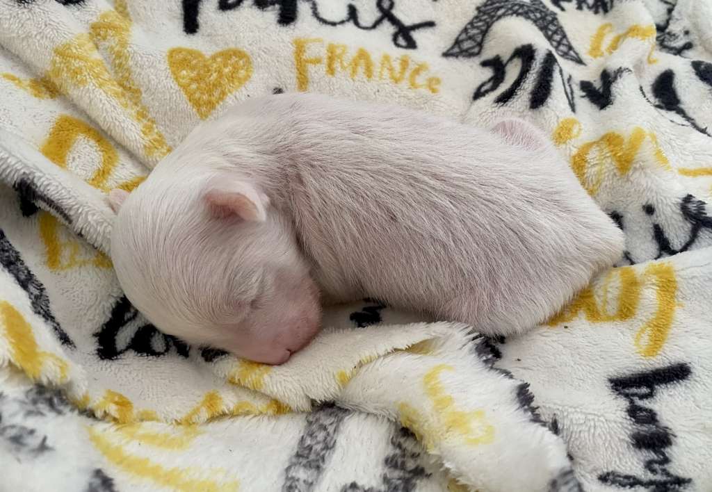 Chic to chic Martini Bianco