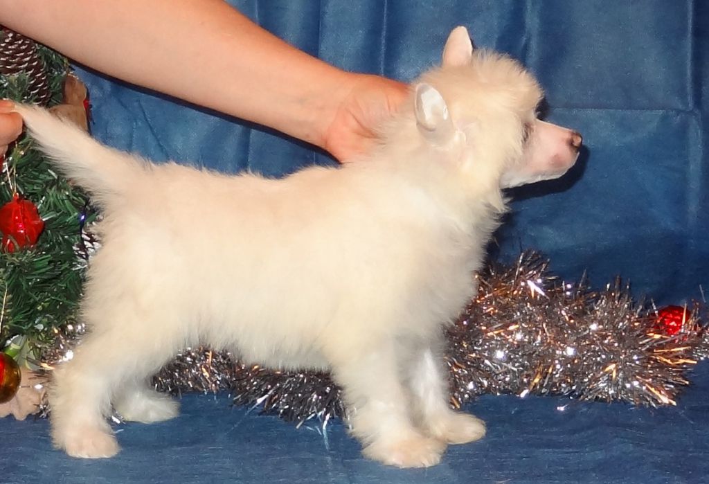 Naimuluna Line Allerija