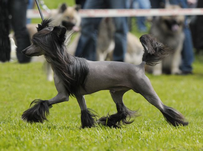 Ecthelion Loiseleuria