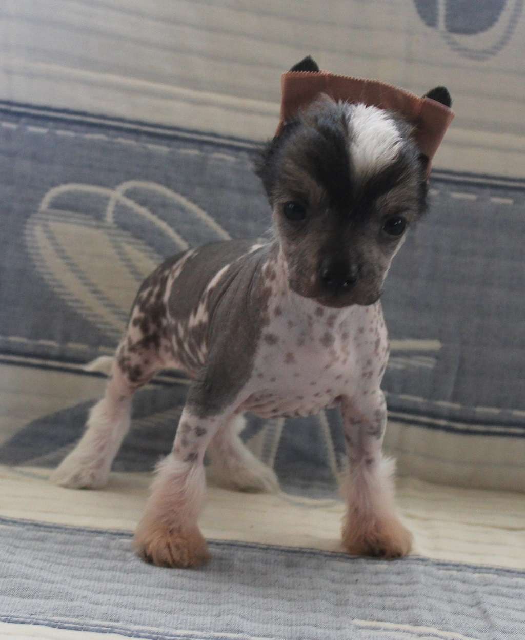 Ember of sun de Almamasan