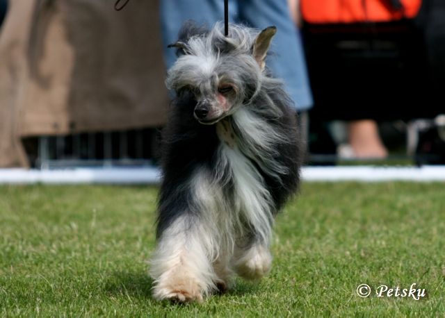 Kaunisvirran Jerry Cotton