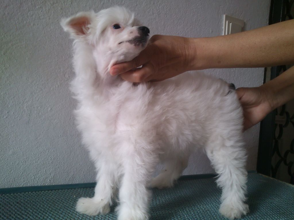 Scarlet O'hara De Los Gamusinos