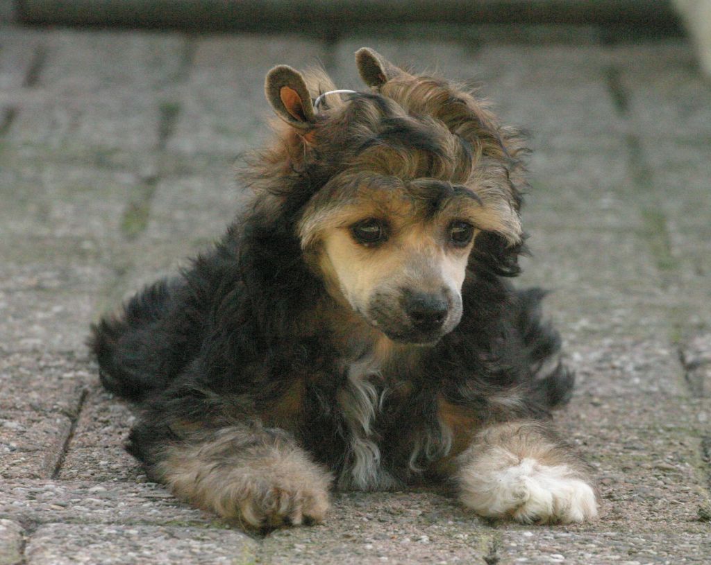 Happy Dancing Quick Quickstep