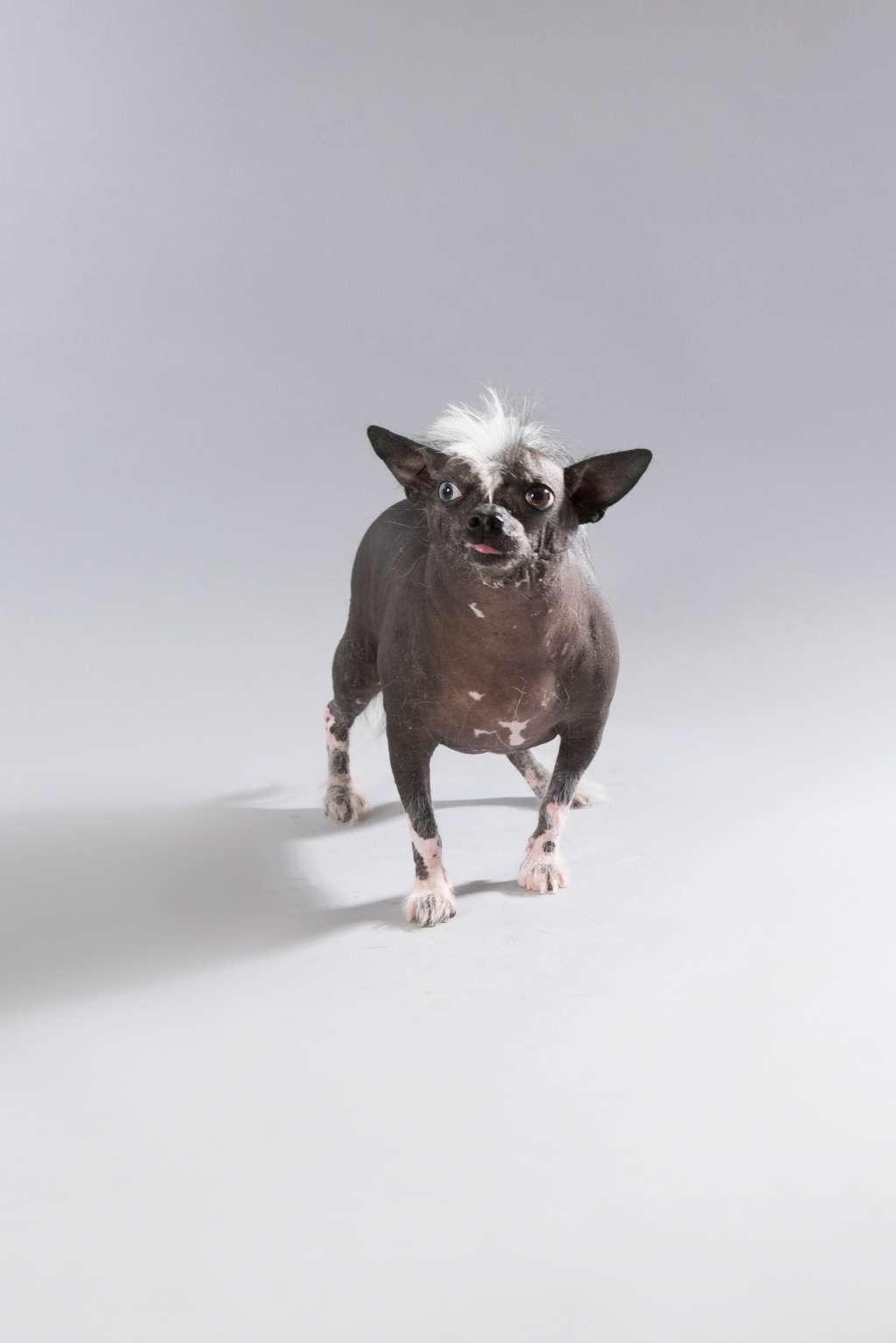 Maàlablya's Fatin - Filou