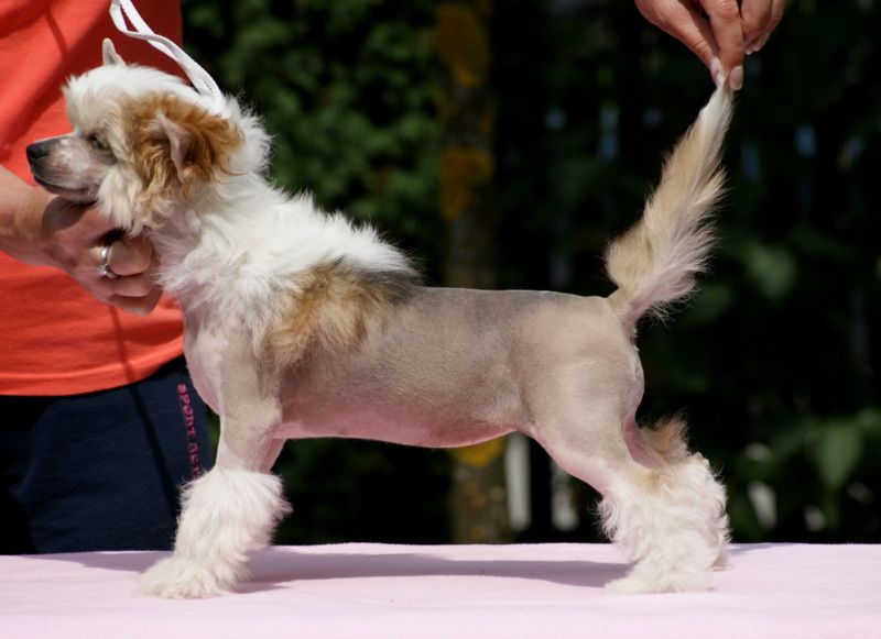 Adrenaline Biale Wrony