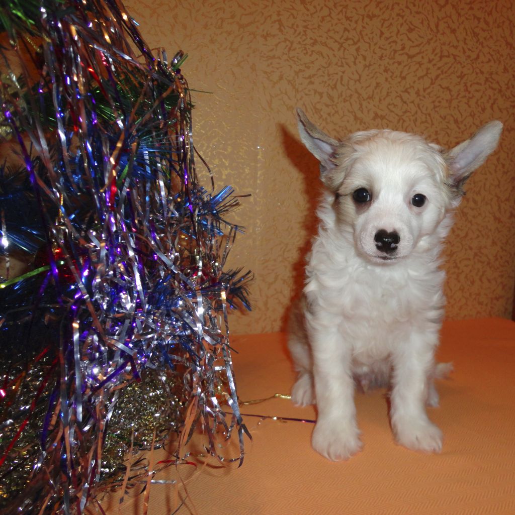 Hohlatiy glamour Baks Brilliants