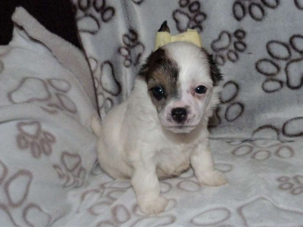 Malikah z Pulnocního dvora