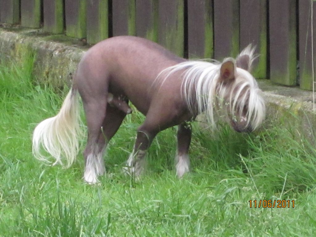 A'Haarlem Carl ar Arenis Marri