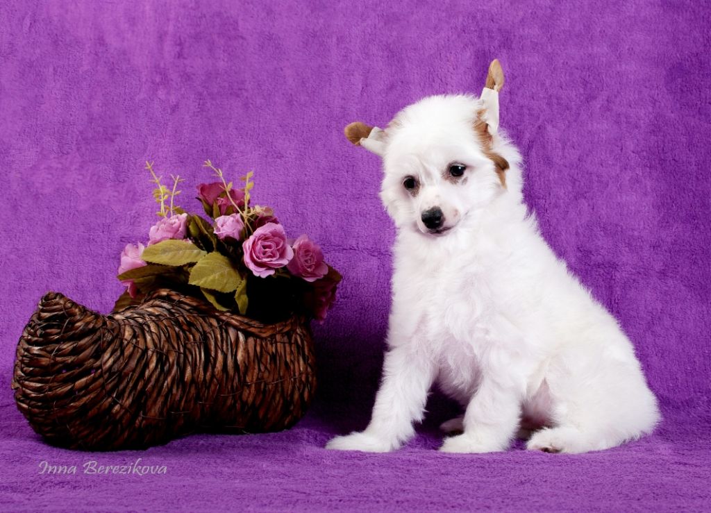 Enigma Vittoria dell Amore