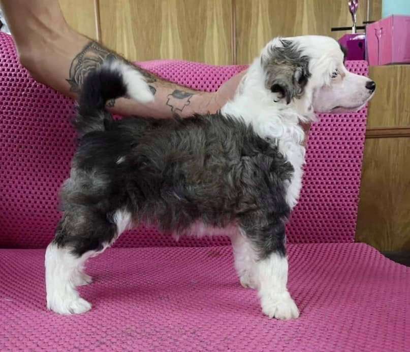 Chicavallo Bumble Bee