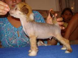 Stars at Sea Coco Loco