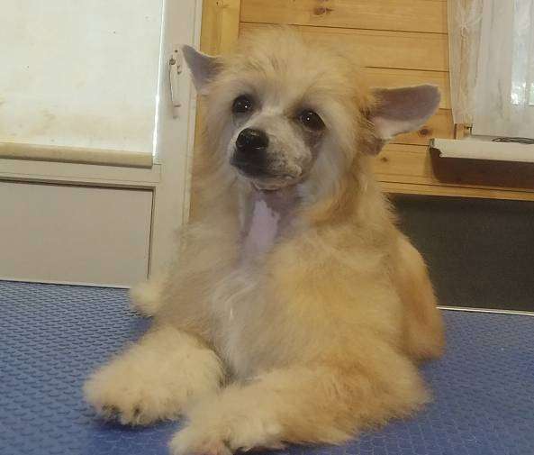 Rolana Family Felisiya