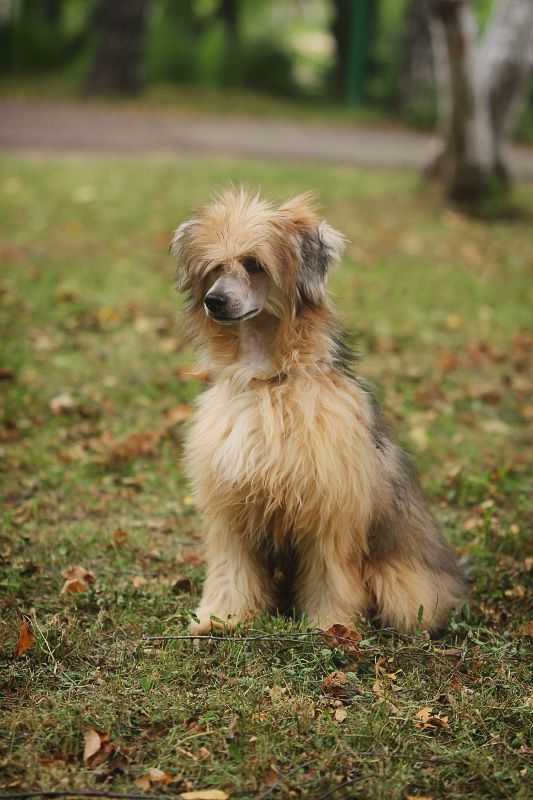 Infant Prodigy Zhuir