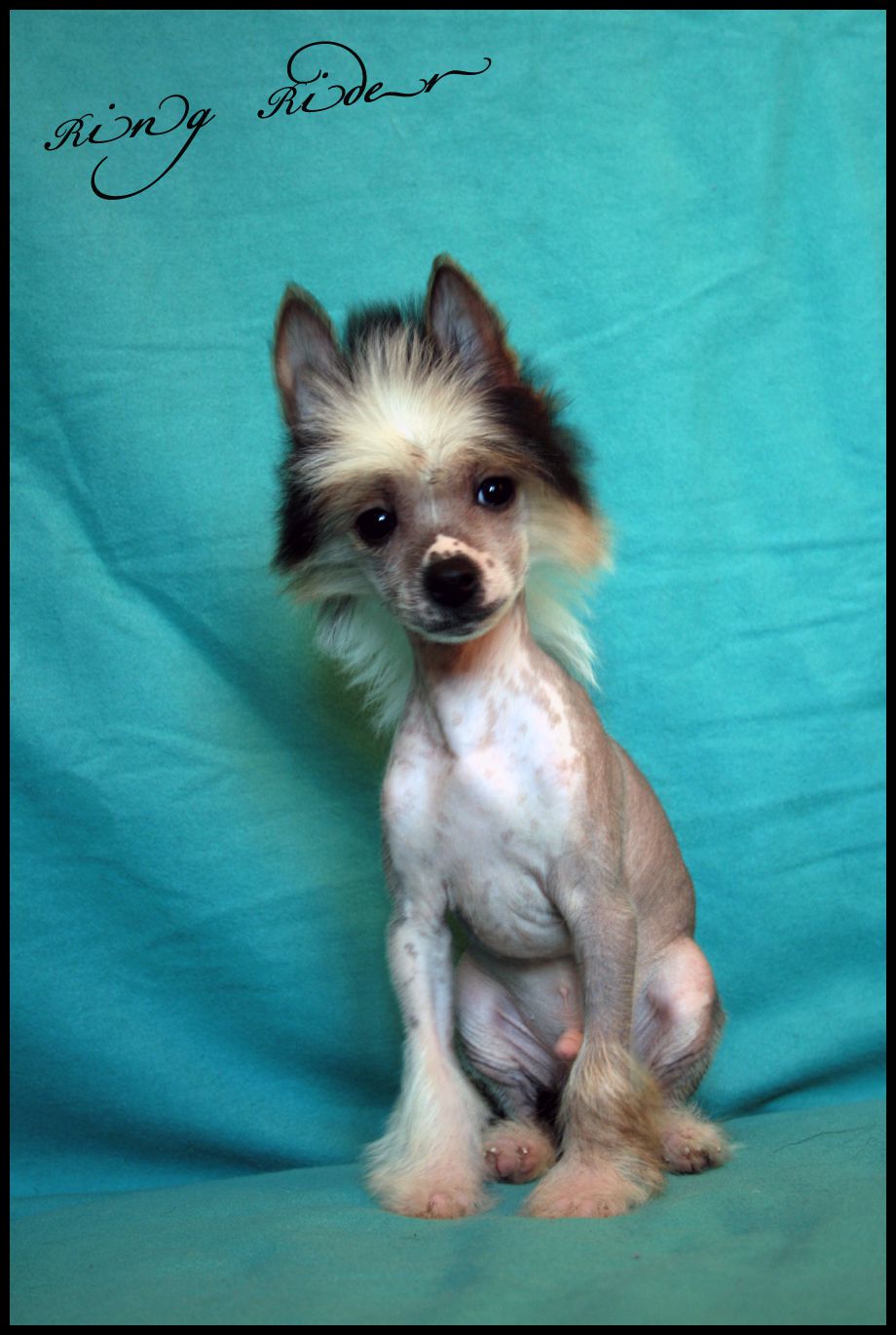 Ring rider Wings of Phoenix