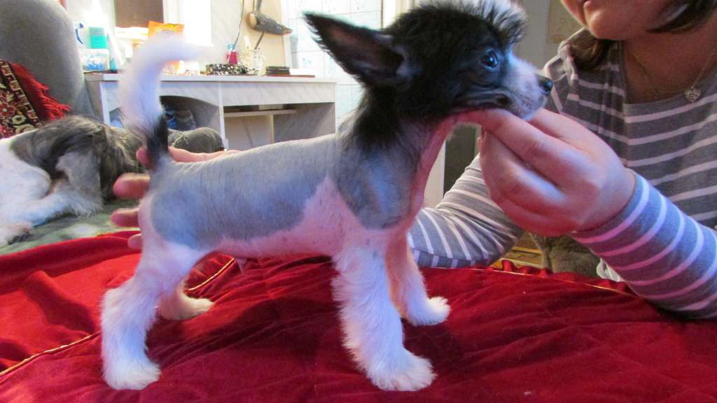 Family Mar'S Nikanor