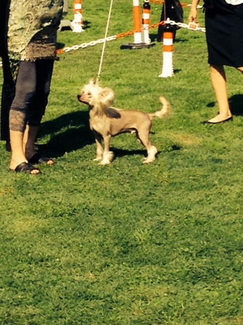 Frendor's Like a Boss