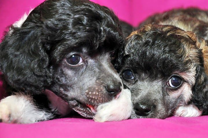 Rus Foreva Fairytale