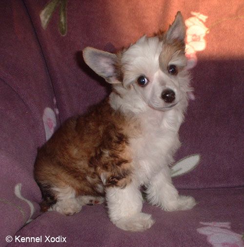 Xodix Roses Show The Way