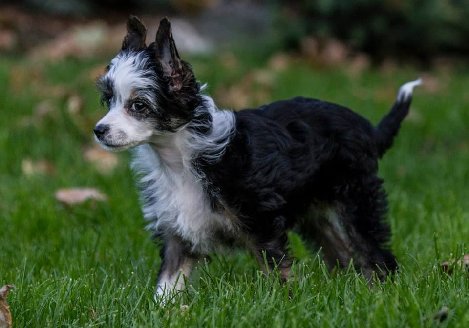 Bee Bee Bell Askiena