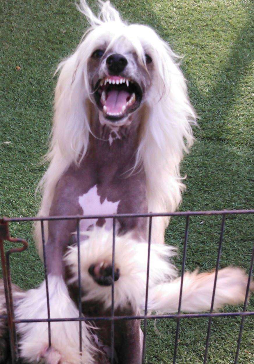 4-Reil's Wild Horses Explicit Delende  "One Ring"