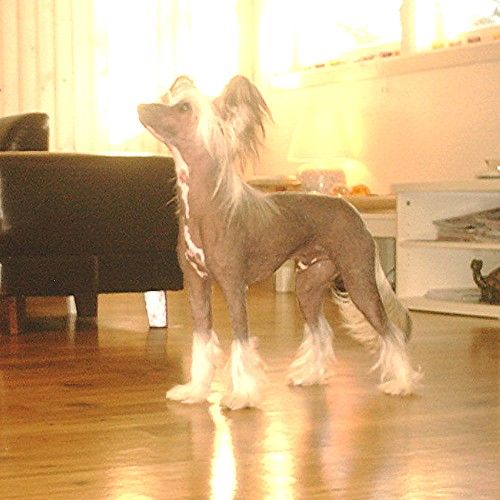 Rimabra's Jamaica-Moio