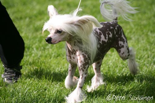 Meadowwood's Cute Cécilia