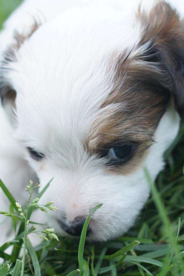 Flakes  N Milk Made of Frabies Beauties