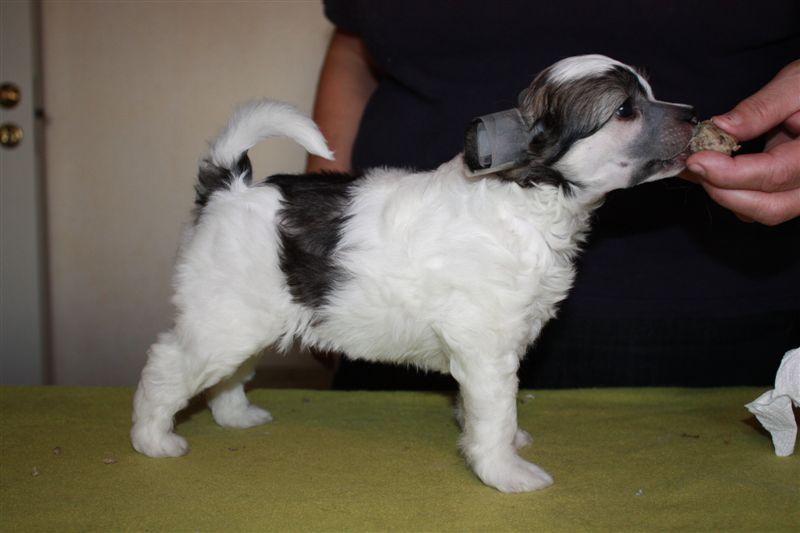 Zhannel's Shake Before Use