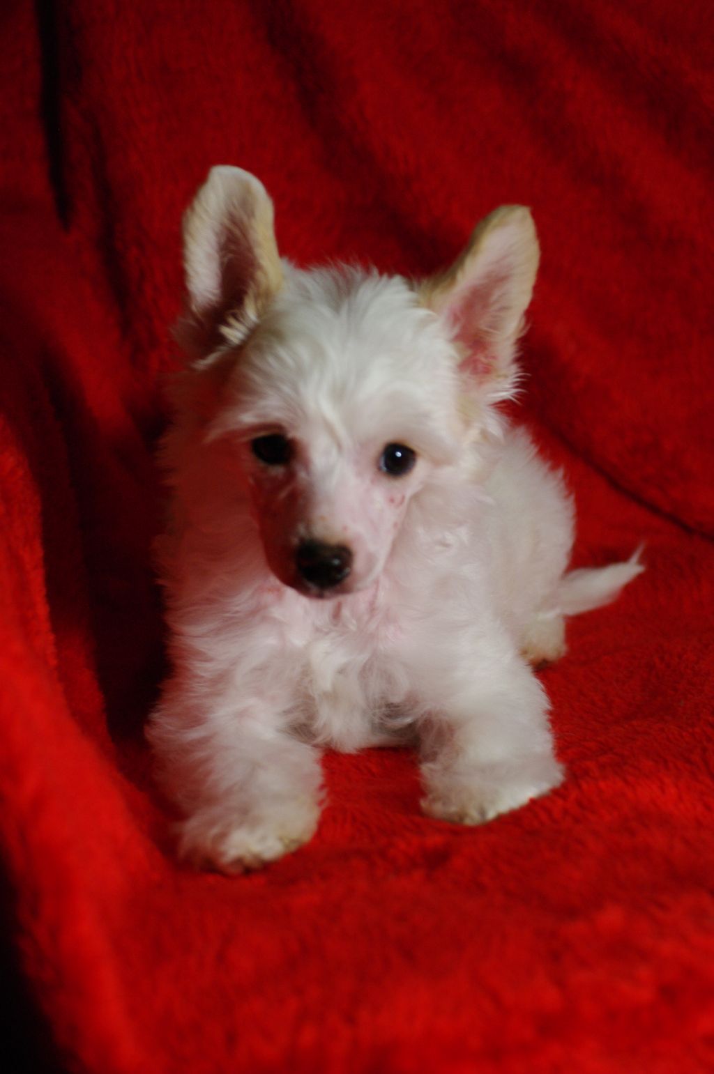 Vikiri Bells Jean Batiste