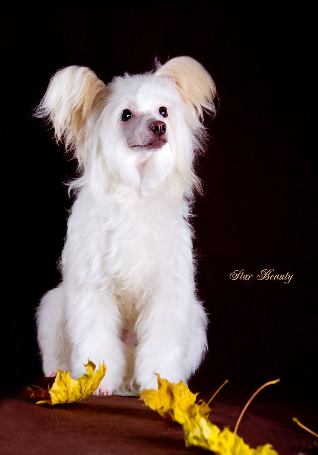 Star Beauty Bibigon Midjet Patti