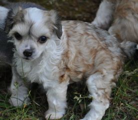 Dogtrix Härliga Hedvig